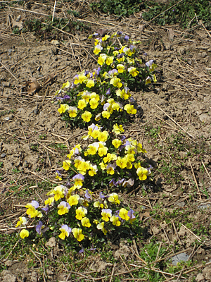 pansy mulched